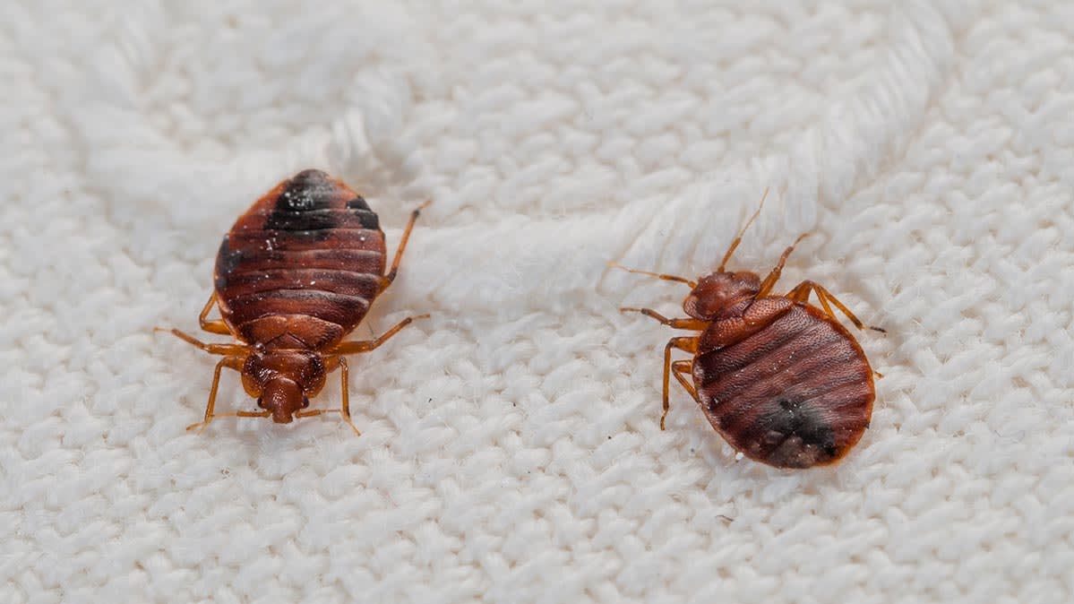 bed bugs pesticide