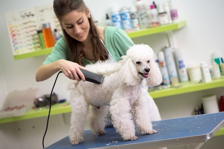 Time top take care of the pet grooming with ease