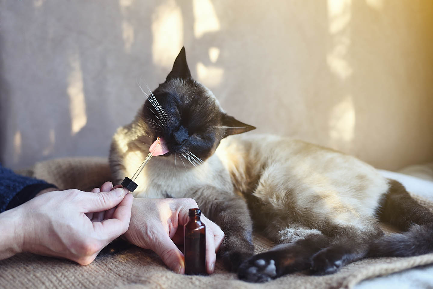 How Catnip Spray With CBD Can Benefit Your Pet